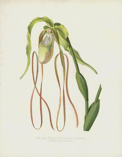 La zapatilla de dama de cola larga, Cypripedium Caudatum de English School